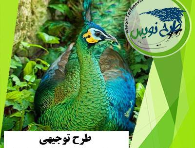 عکس طاووس جاوا