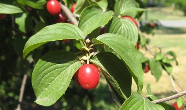 عکس هایی از زغال اخته