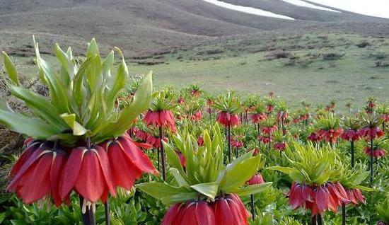 عکس گل مریم لاله
