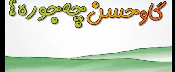 عکس گاو حسن