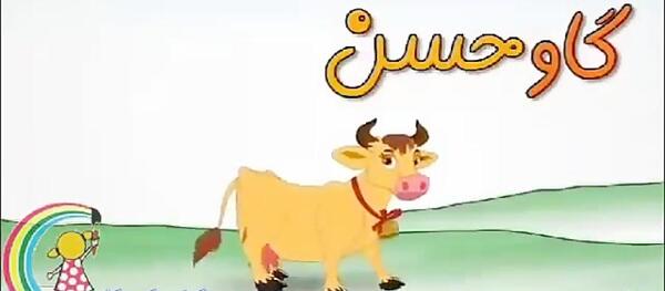 عکس گاو حسن