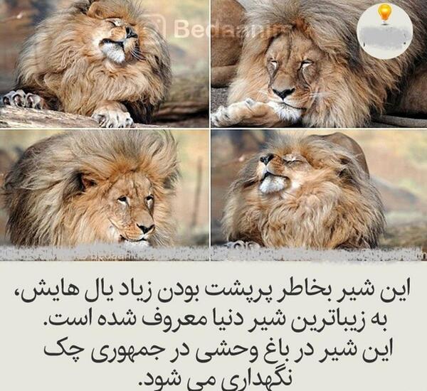 عکس شیر آمریکایی