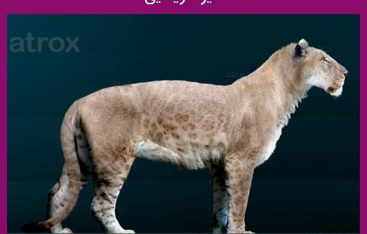 عکس شیر آمریکایی