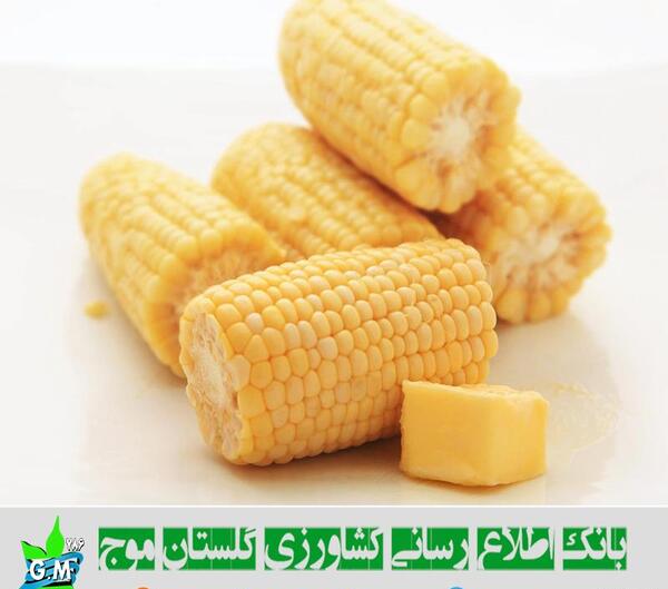 عکس ذرت کوچک