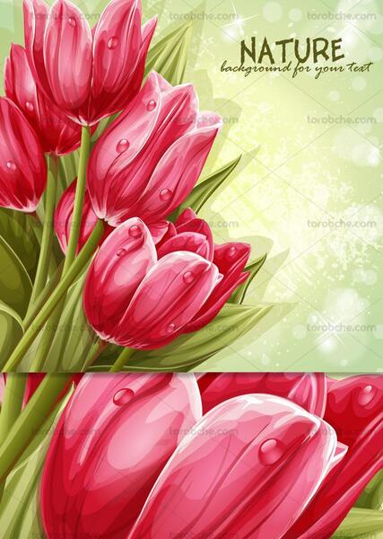 عکس گل لاله برای طراحی