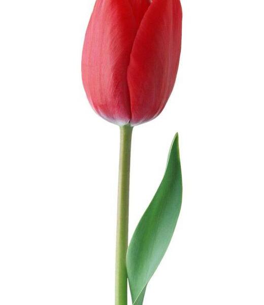 عکس گل لاله برای طراحی