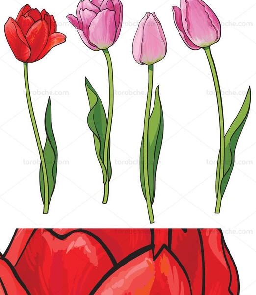 عکس گل لاله برای طراحی
