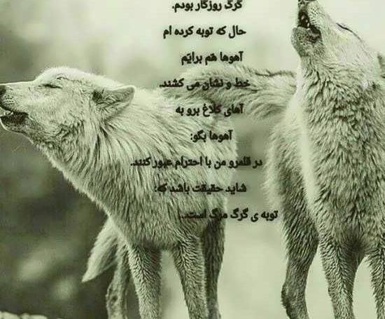 عکس های غمگین گرگ