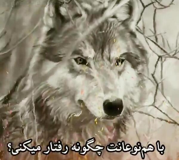 عکس های غمگین گرگ