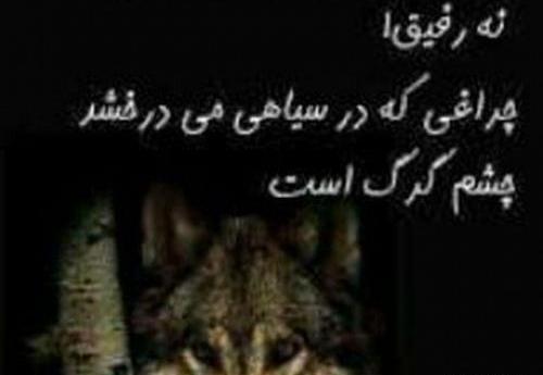 عکس های غمگین گرگ