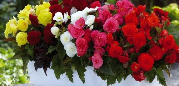 عکسهای گلهای آپارتمانی زیبا