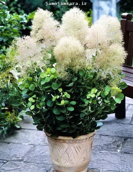 عکسهای گلهای آپارتمانی زیبا