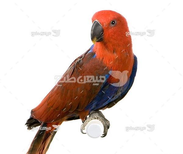 عکس طوطی نارنجی