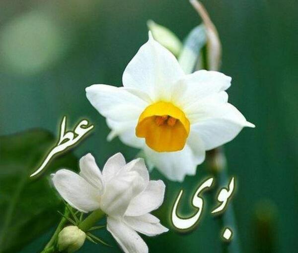 عکس گل نرگس و یاس