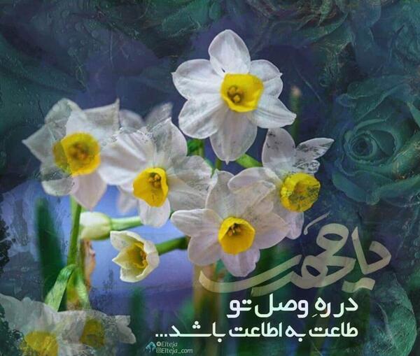 عکس استوری گل نرگس