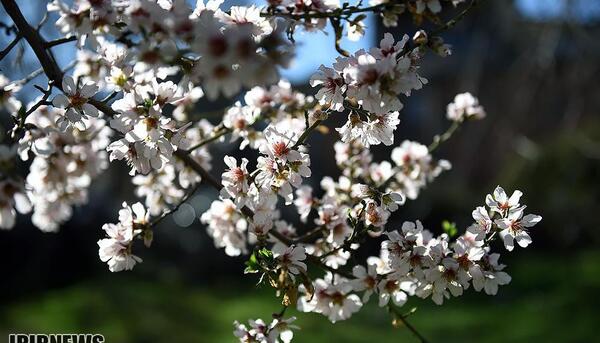 عکس شکوفه مرادی
