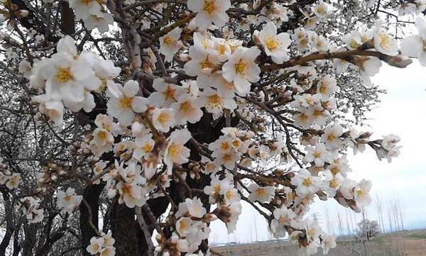 عکس شکوفه مرادی