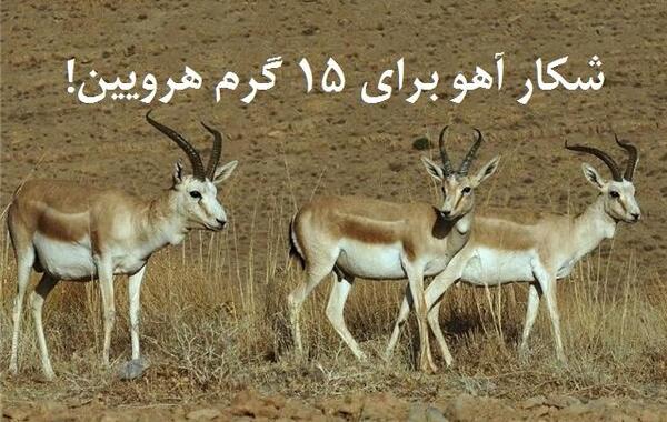 عکس آهو شکار