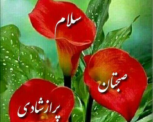 عکس تصاویر صبح بخیر گفتن زیبا