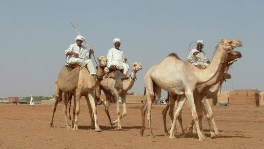 عکس فضله شتر