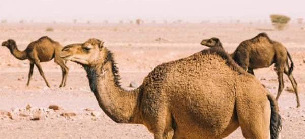 عکس فضله شتر