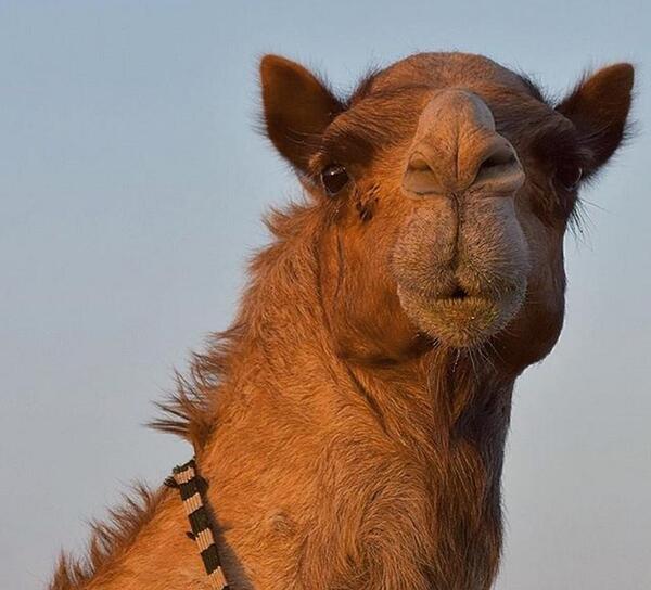 عکس فضله شتر