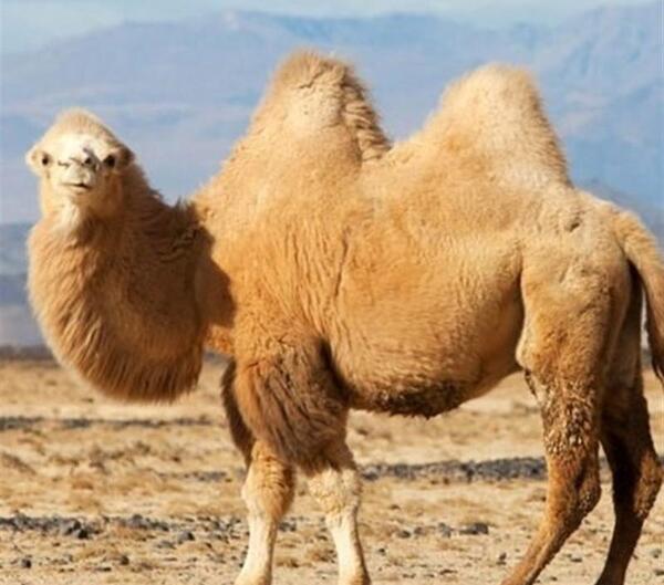 عکس فضله شتر