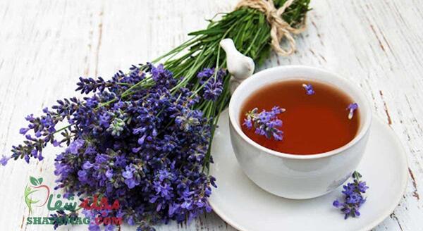 عکس چای مریم گلی