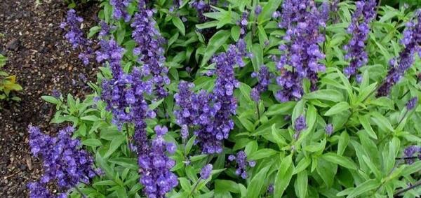 عکس چای مریم گلی