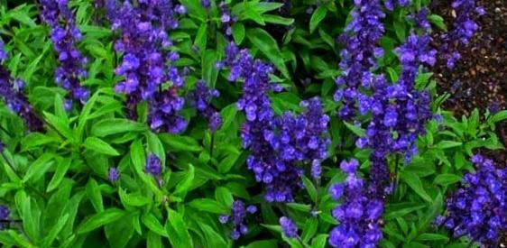 عکس چای مریم گلی