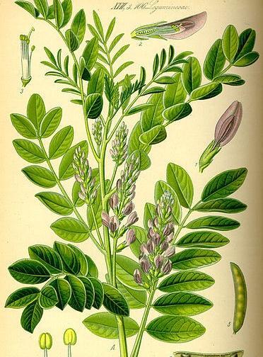 عکس بوته ی شیرین بیان