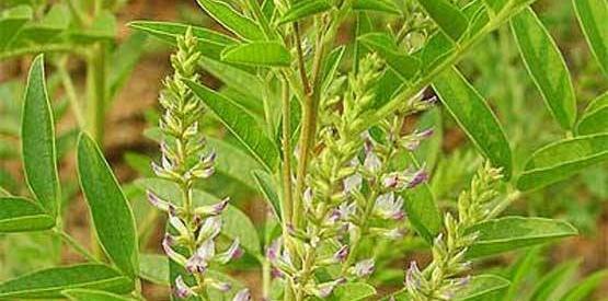 عکس بوته ی شیرین بیان