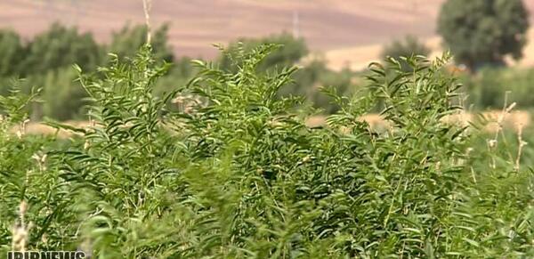 عکس بوته ی شیرین بیان
