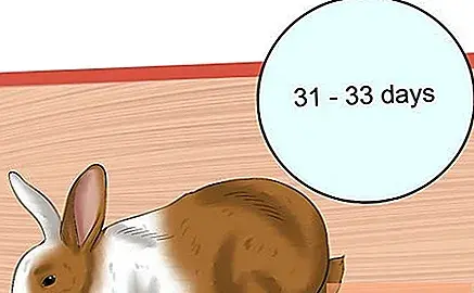 عکس بارداری خرگوش