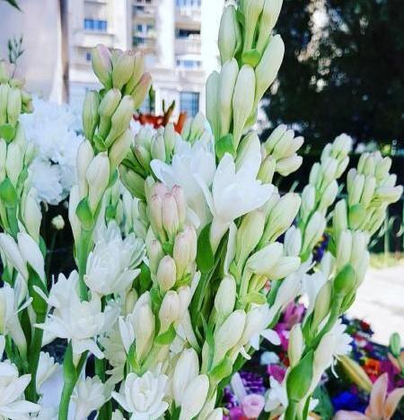 دانلود عکس گل مریم گلی