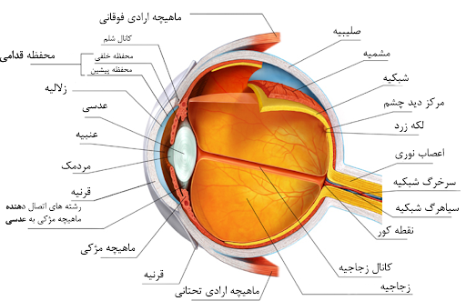 عکس چشم یازدهم