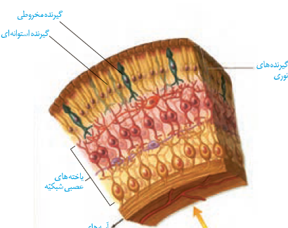 عکس چشم یازدهم