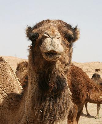 عکس شتر قرمز