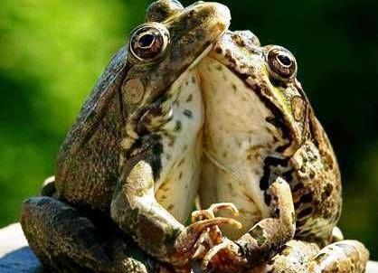 عکس خنده دار قورباغه