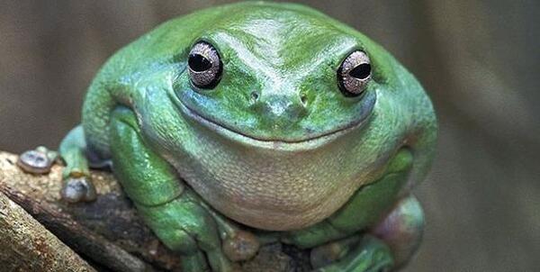 عکس خنده دار قورباغه