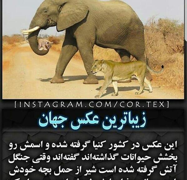عکس زیباترین فیل جهان