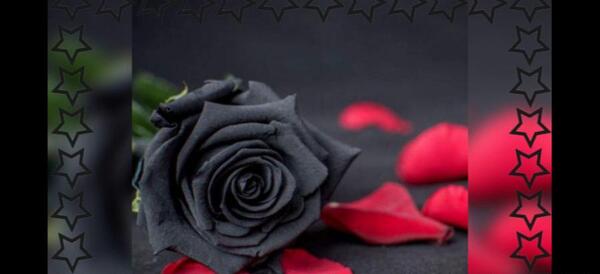 عکس رز مشکی و شمع