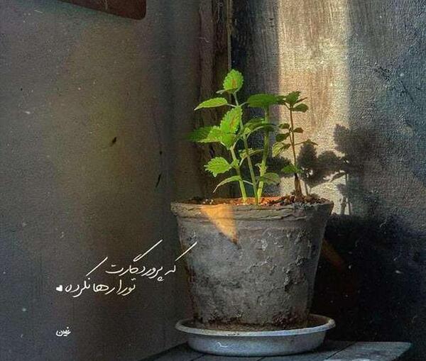 عکس خداگراف
