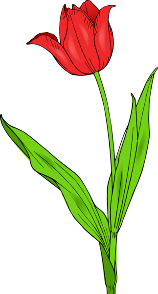 عکس گل لاله خون شهیدان