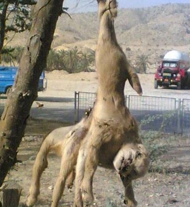 عکس حیوانات عجیب