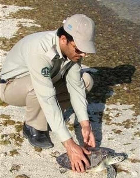 عکس صید لاک پشت