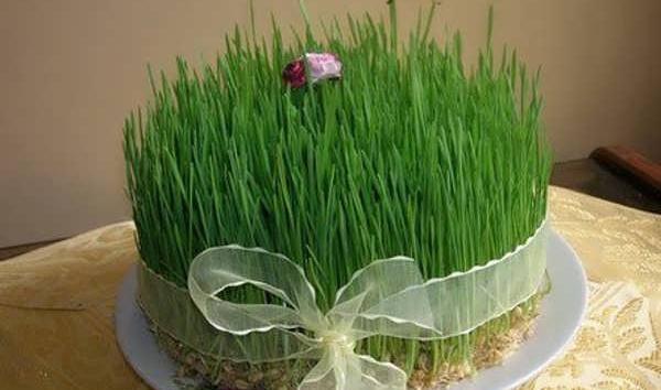 عکس سبزه عید برای کودکان