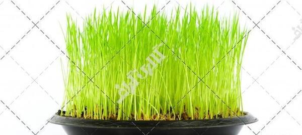 عکس سبزه عید برای کودکان