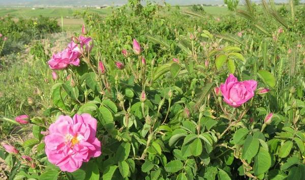 عکس سجاد گل محمدی