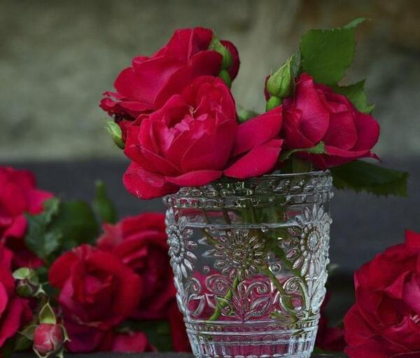 عکس گلهای زیبا و خاص